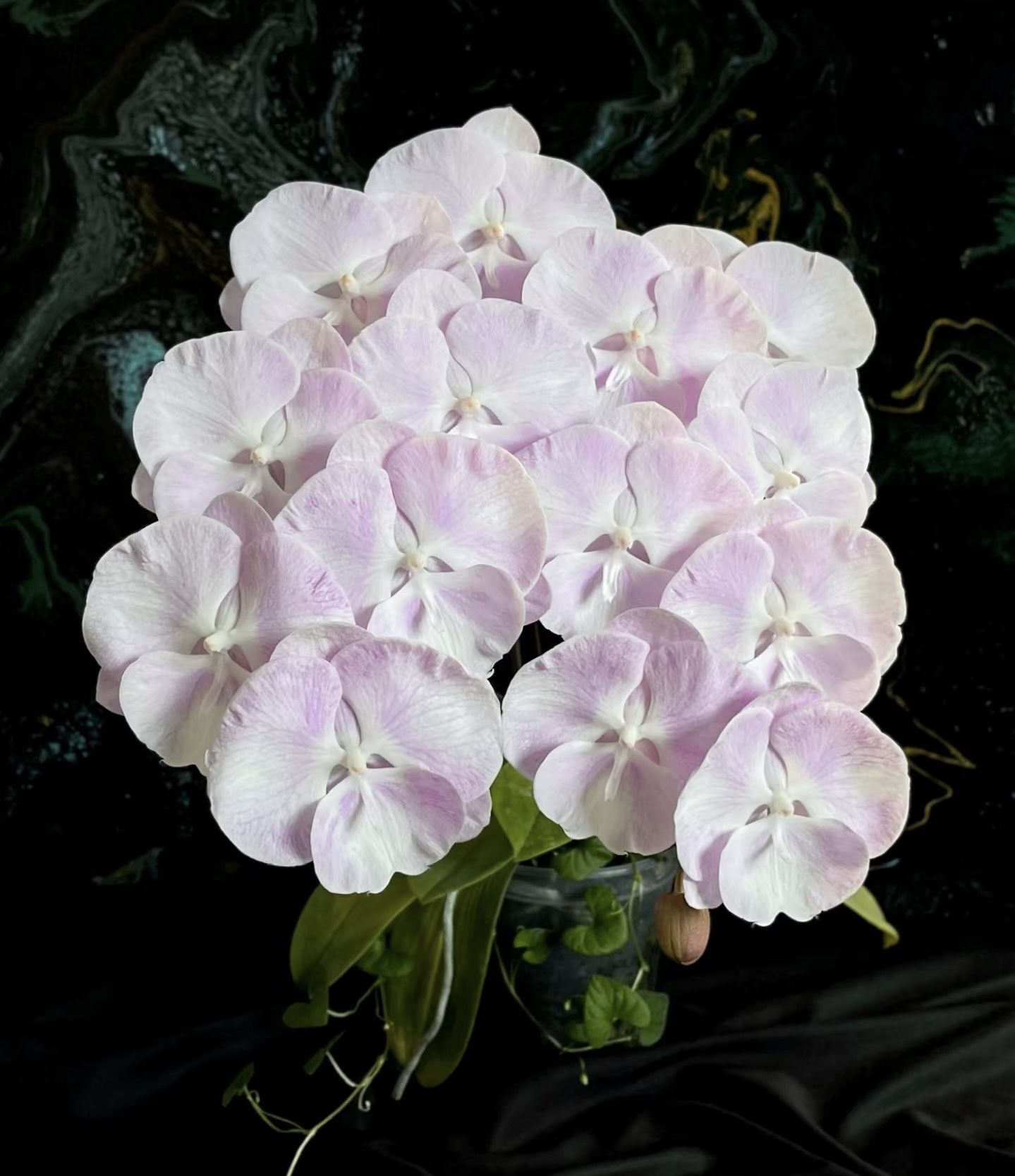 3.5寸云朵（仅是苗）