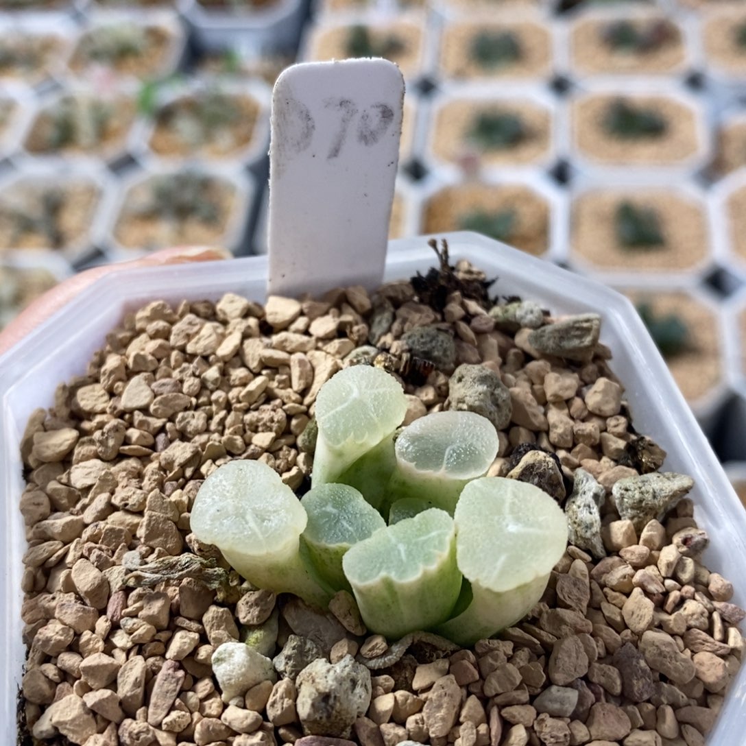 070万象锦十二卷多肉