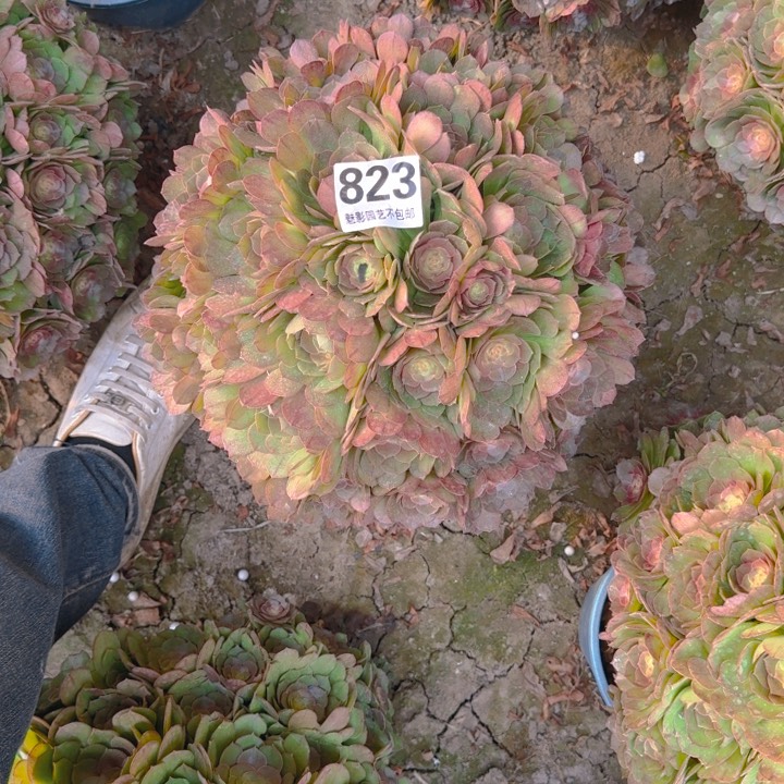 万圣节花29-55包邮花花