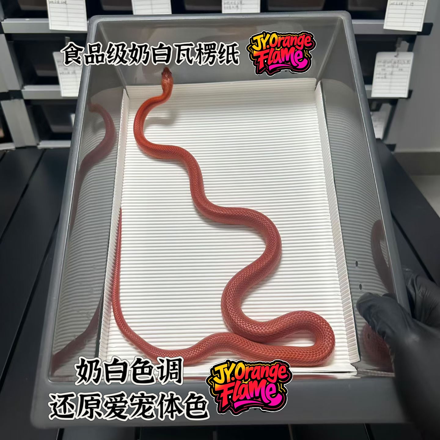 Stabowl食品级白色爬宠瓦楞纸垫纸 奶白色 适配多尺寸爬抽饲养盒