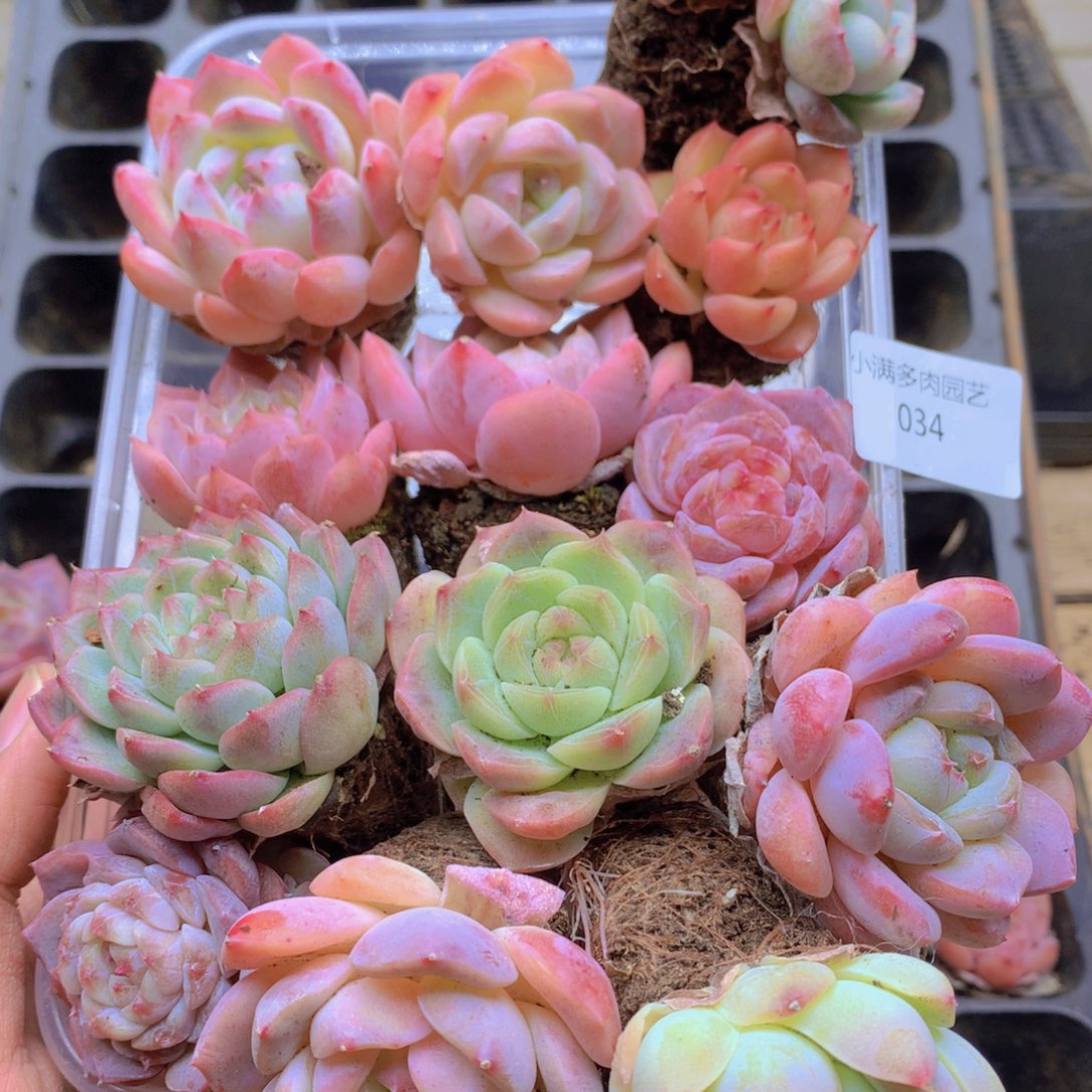 炸***乐我要去看你了啊我的034