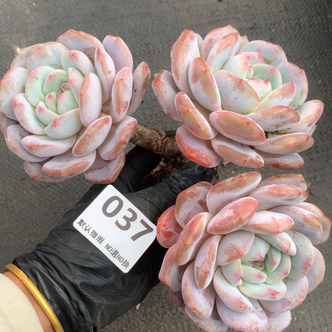 037号新疆西藏内蒙古不包邮的