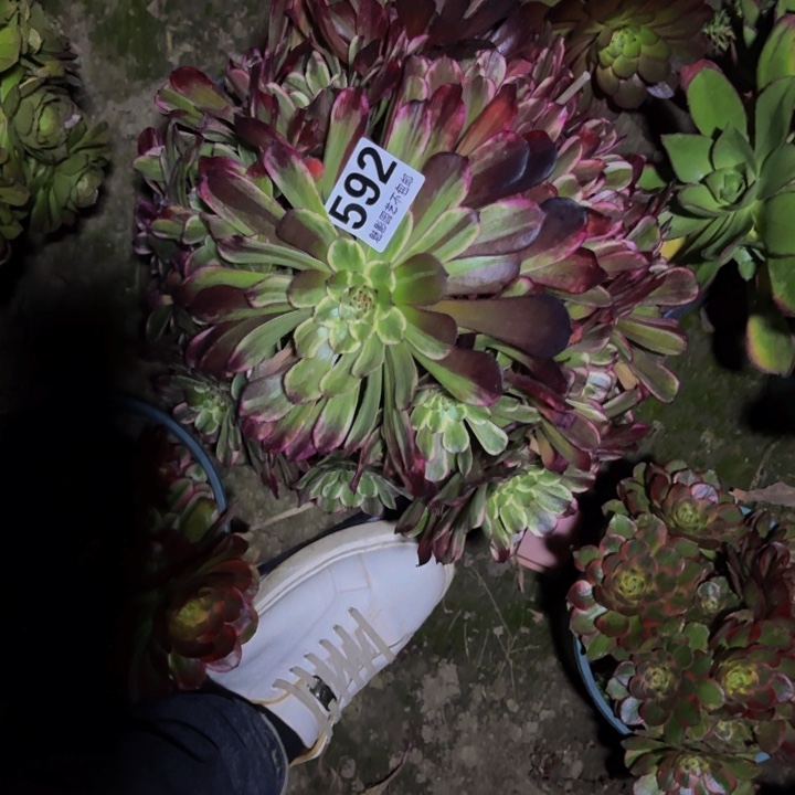 紫琅花29-7包邮花花