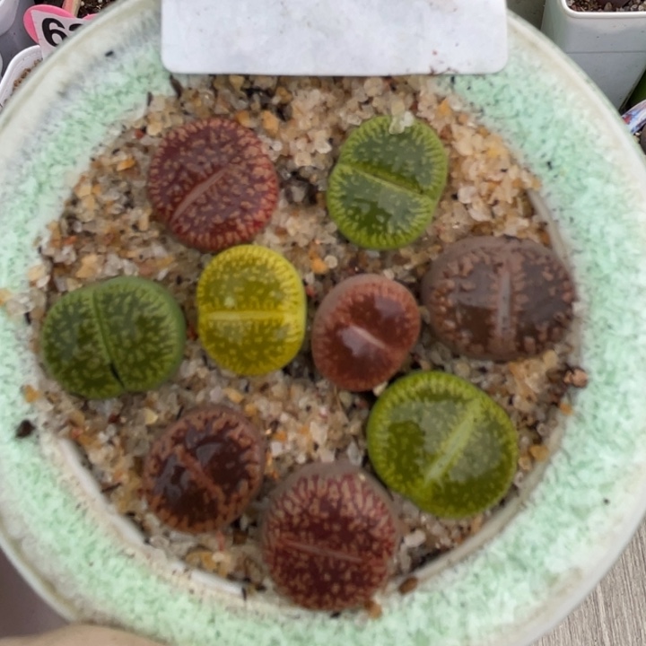 643多肉意大利彩虹日轮带盆