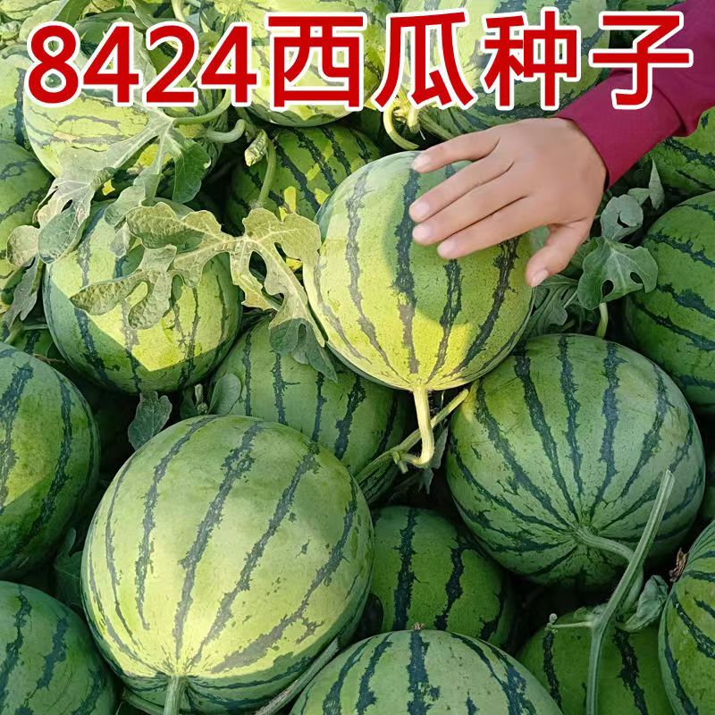 8424冰糖麒麟西瓜种籽甜王四季播种薄皮甜脆阳台庭院易种西瓜种子