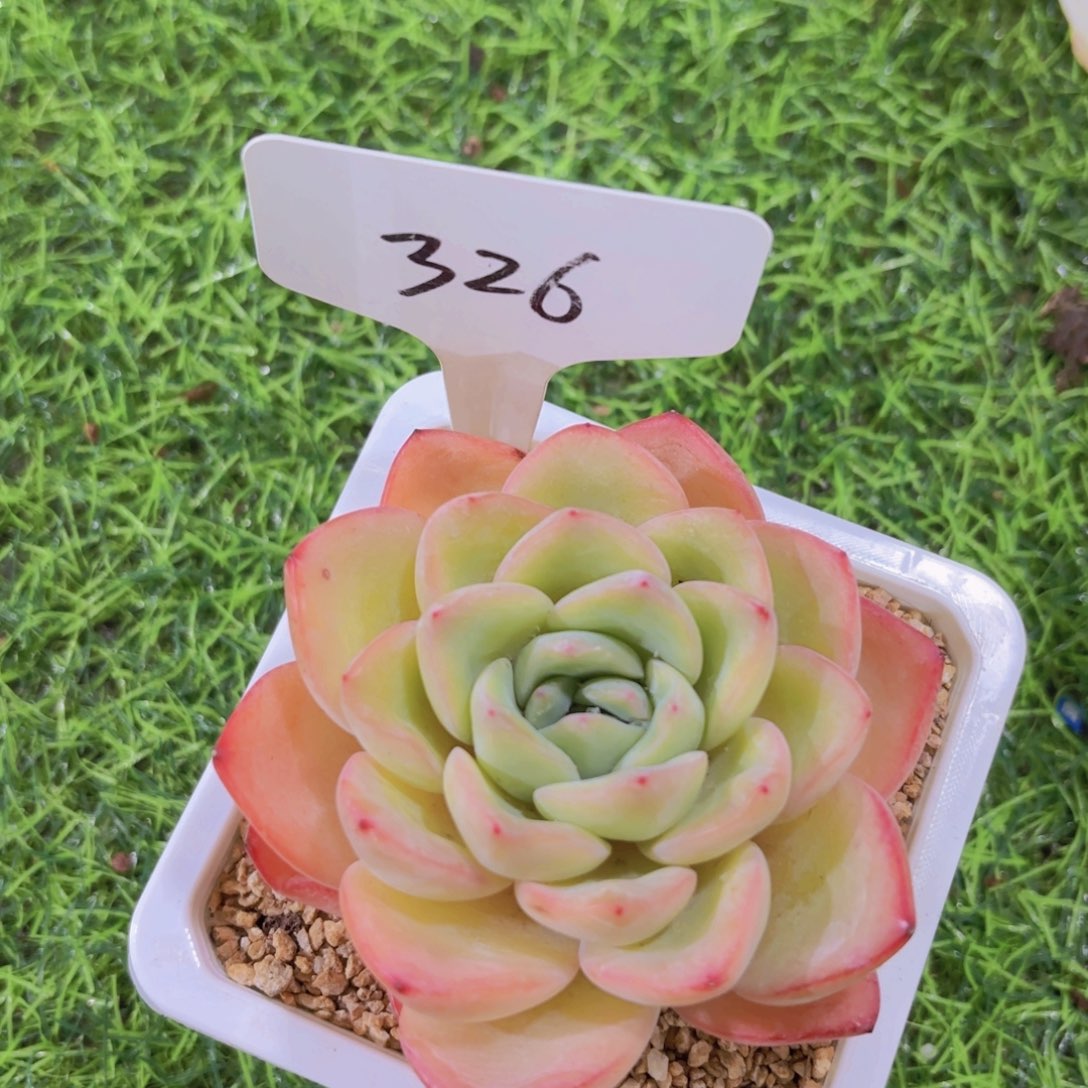 我的小可爱们都好可爱