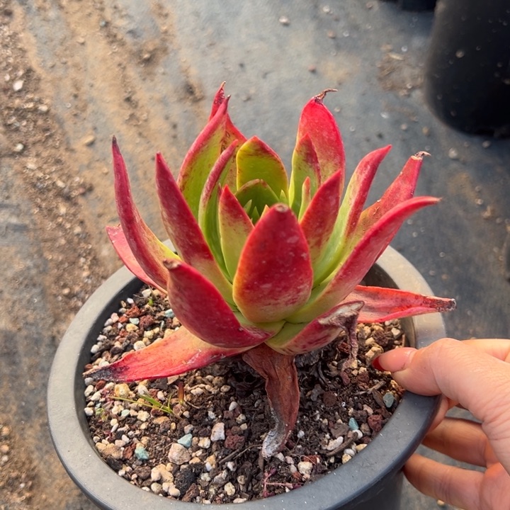 814坎代哈哈哈哈哈哈哈多肉