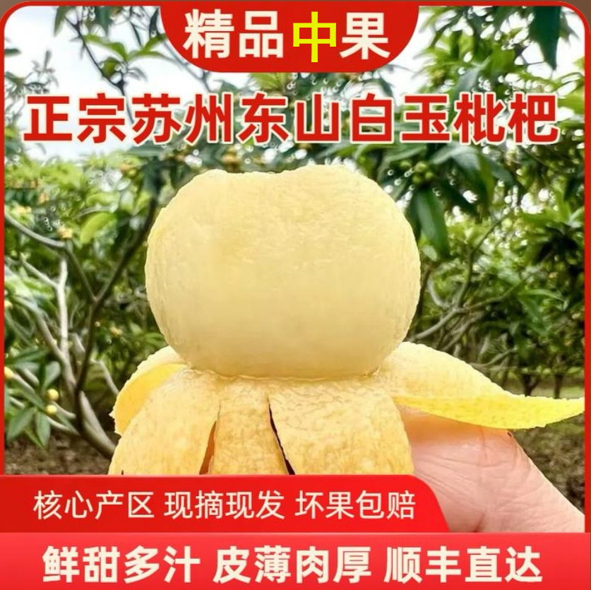 【拍一箱送一箱 正宗东山白玉枇杷】核心产区新鲜采摘10-20g中果