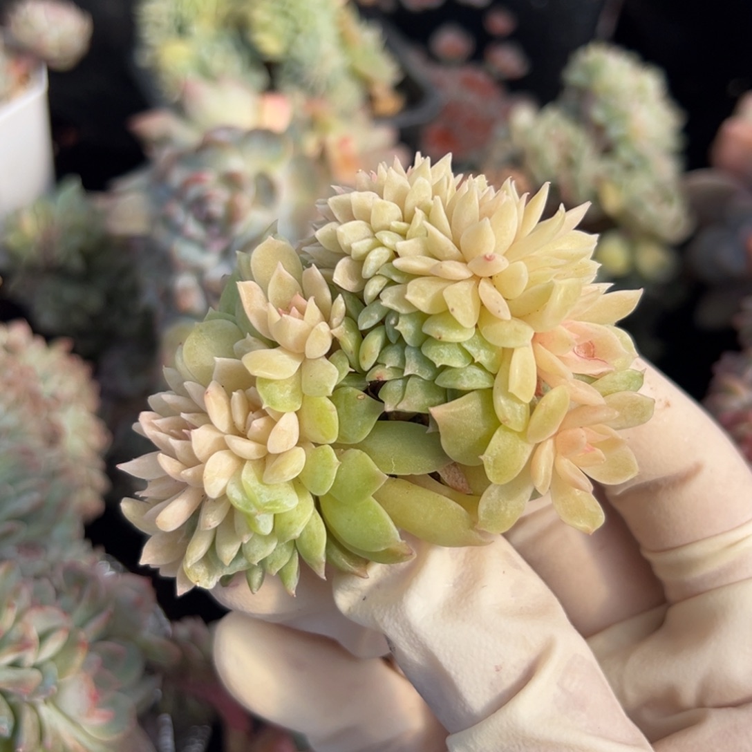 新年快乐 新年快乐