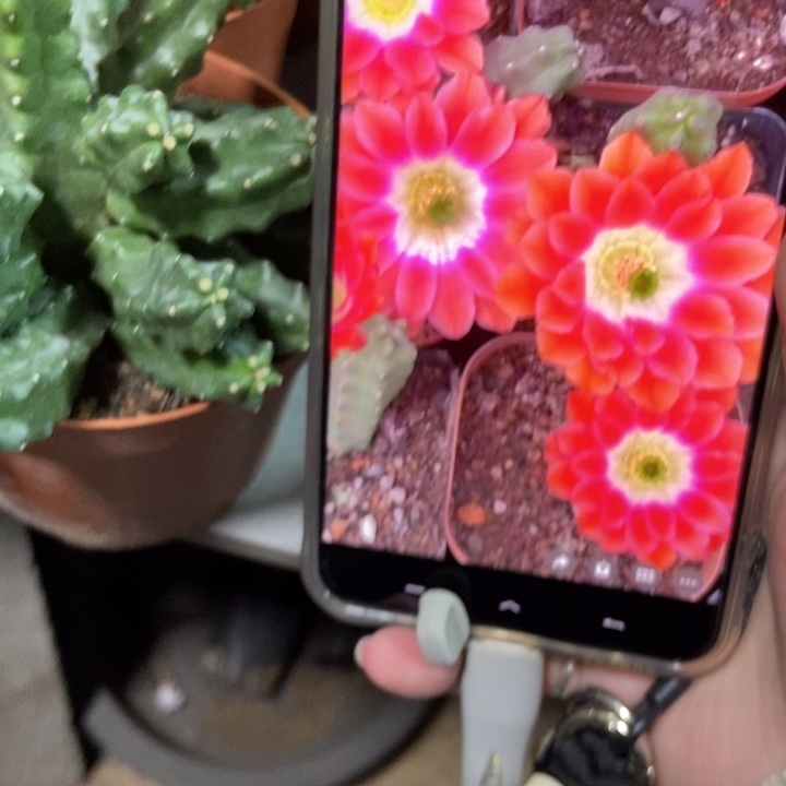 仙人球橘红水仙晴朗一盆