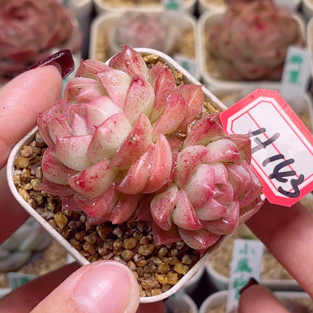 H143一物一拍 大溪地珍珠