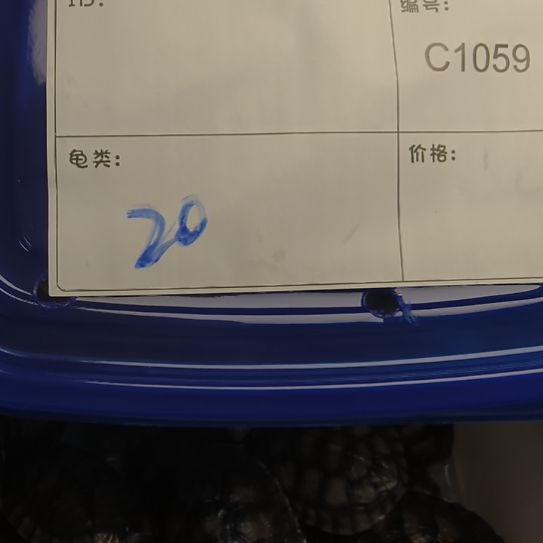 母绿毛龟?**森小青一个