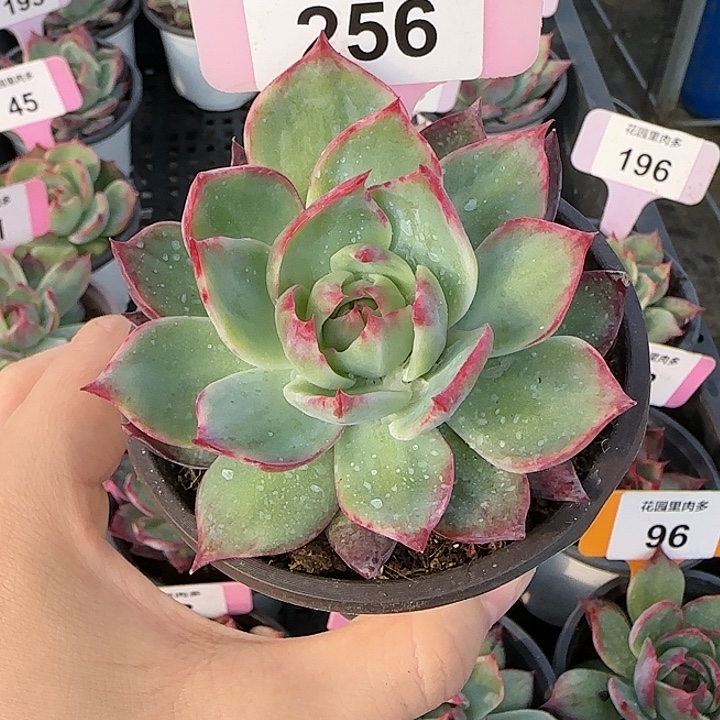 256 惊鸿仙子多肉植物6-9cm