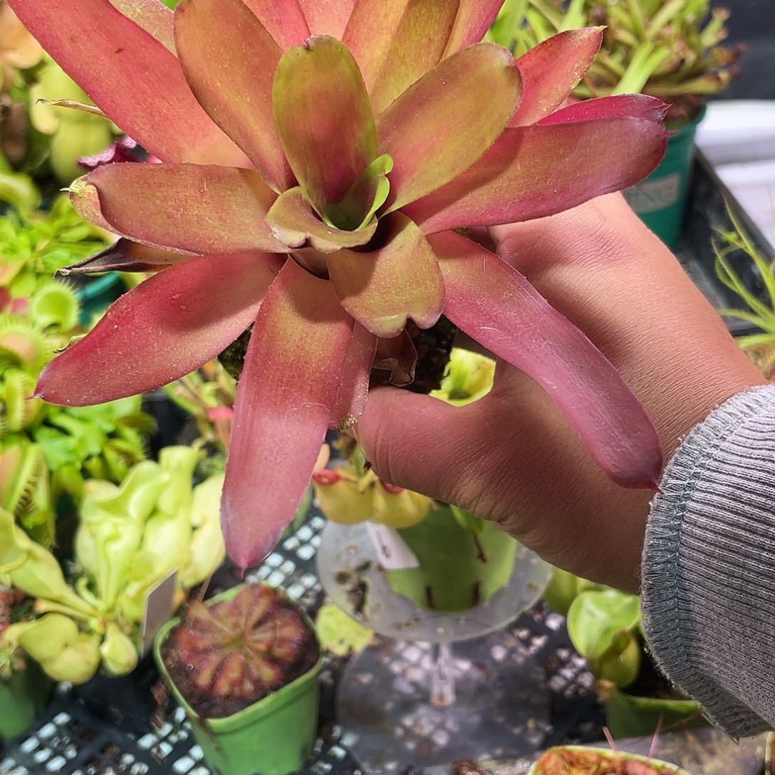 完全开放积水凤梨1