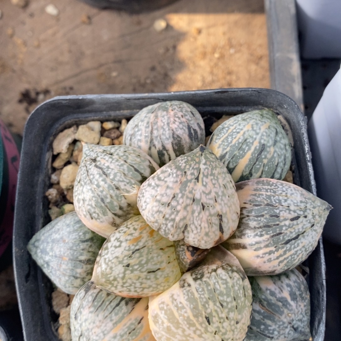 一颗实生丸叶白银锦 