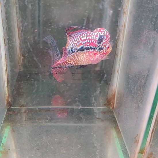 罗汉鱼222222222222