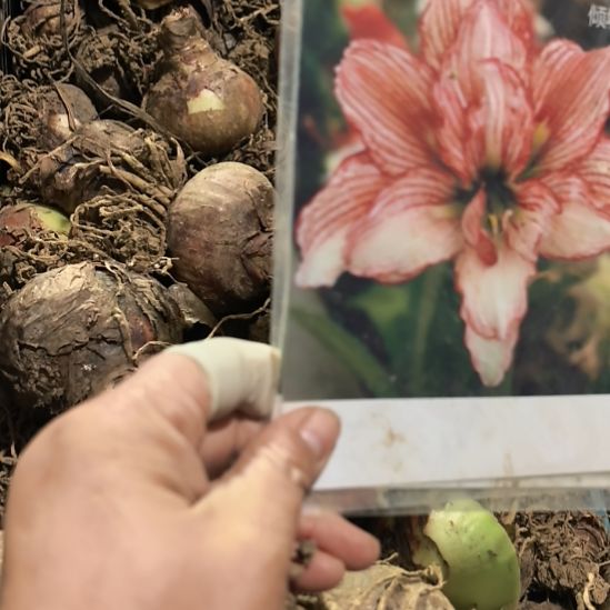 当前无花栽培后可以开花倾城之恋6厘米裸根球