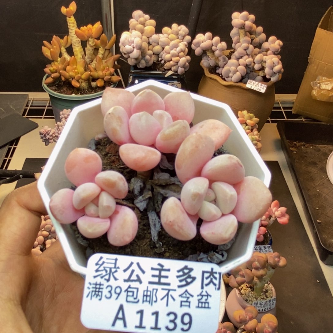 139粉桃花多肉6cm