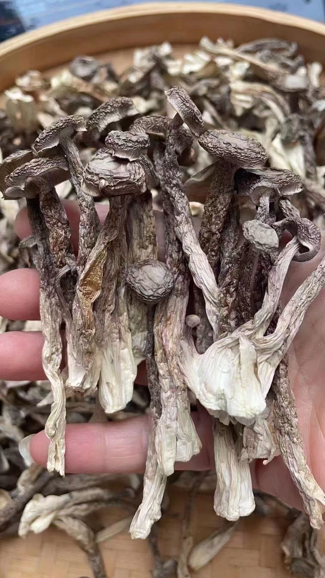 (小阿姨推荐)精品鹿茸菇