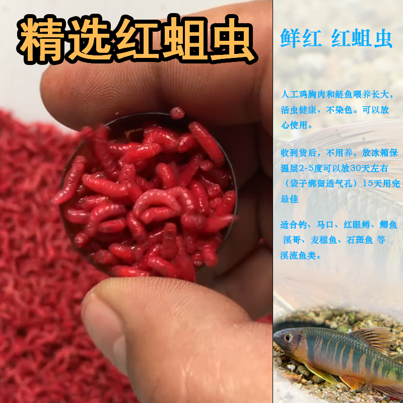 鲜活红蛆虫大个体鱼饵适用于野钓溪流钓鲫鱼白条马口饵料包货到家
