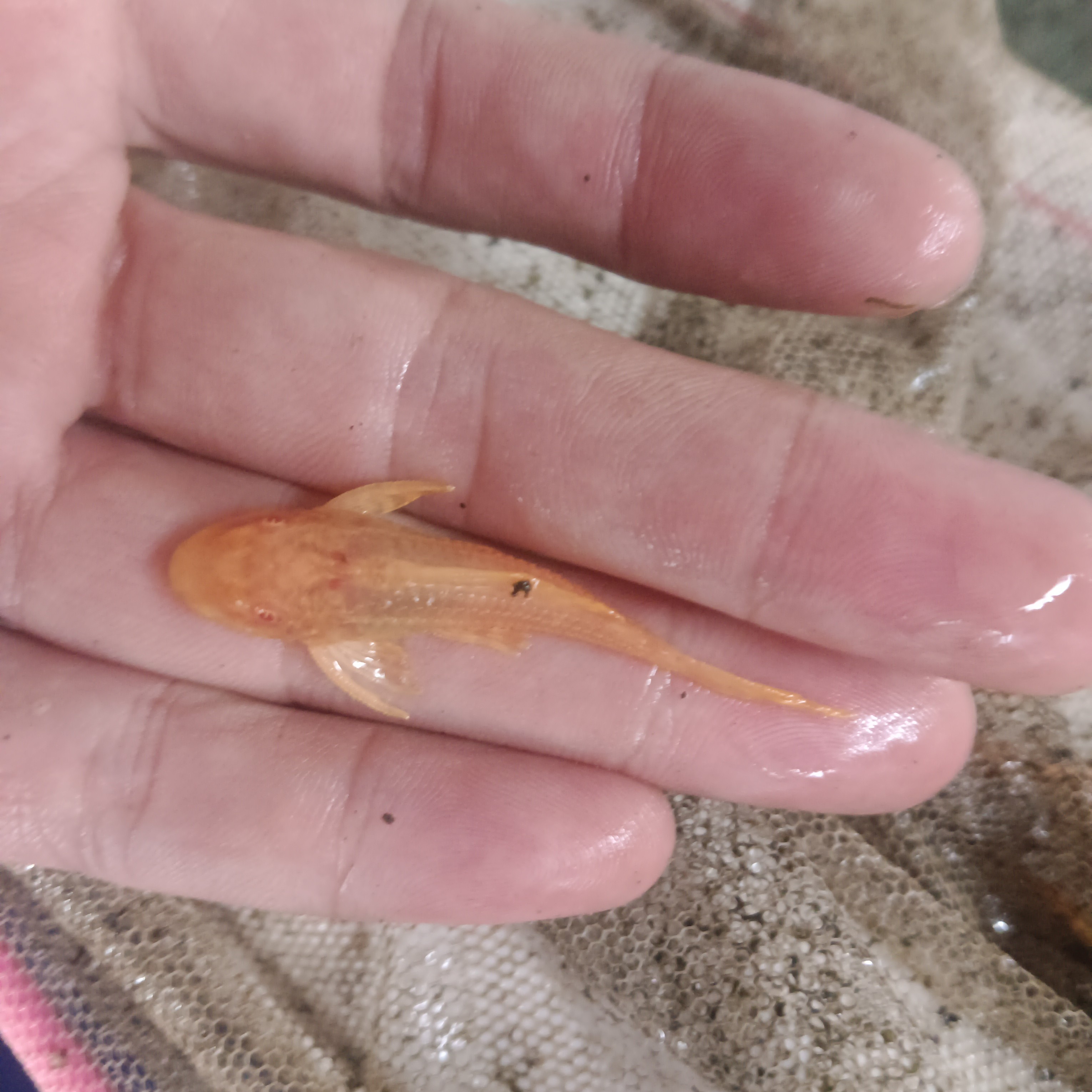 女王大帆，红眼3+清道夫鱼热带淡水观赏鱼