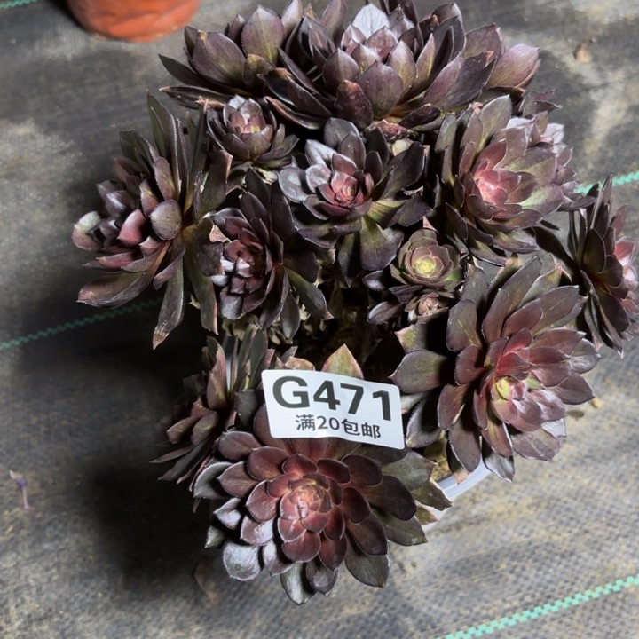 瑞妈一物一拍471