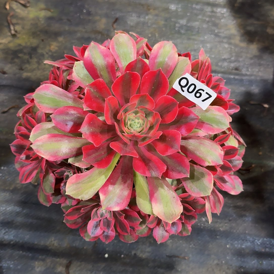 067女妖444冠服22.3左右小颗特价福利