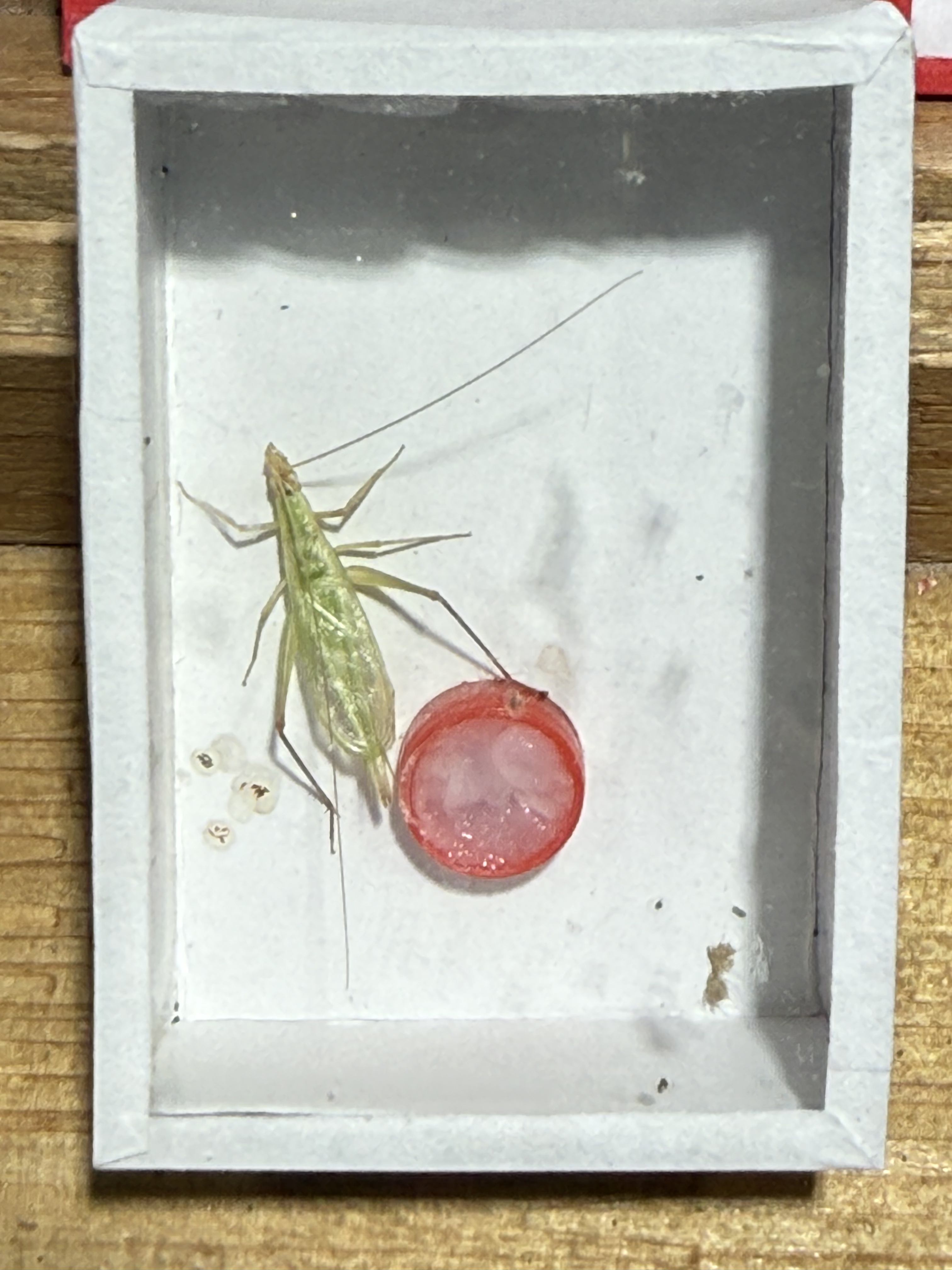 鸣虫爬宠柬埔寨竹蛉包邮