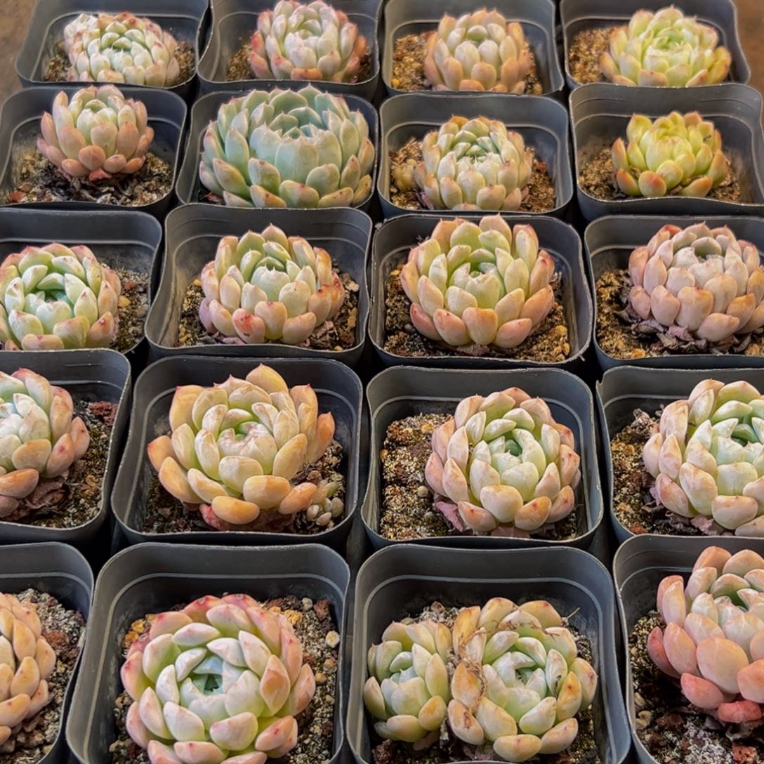 060多肉葡萄的价格是多少