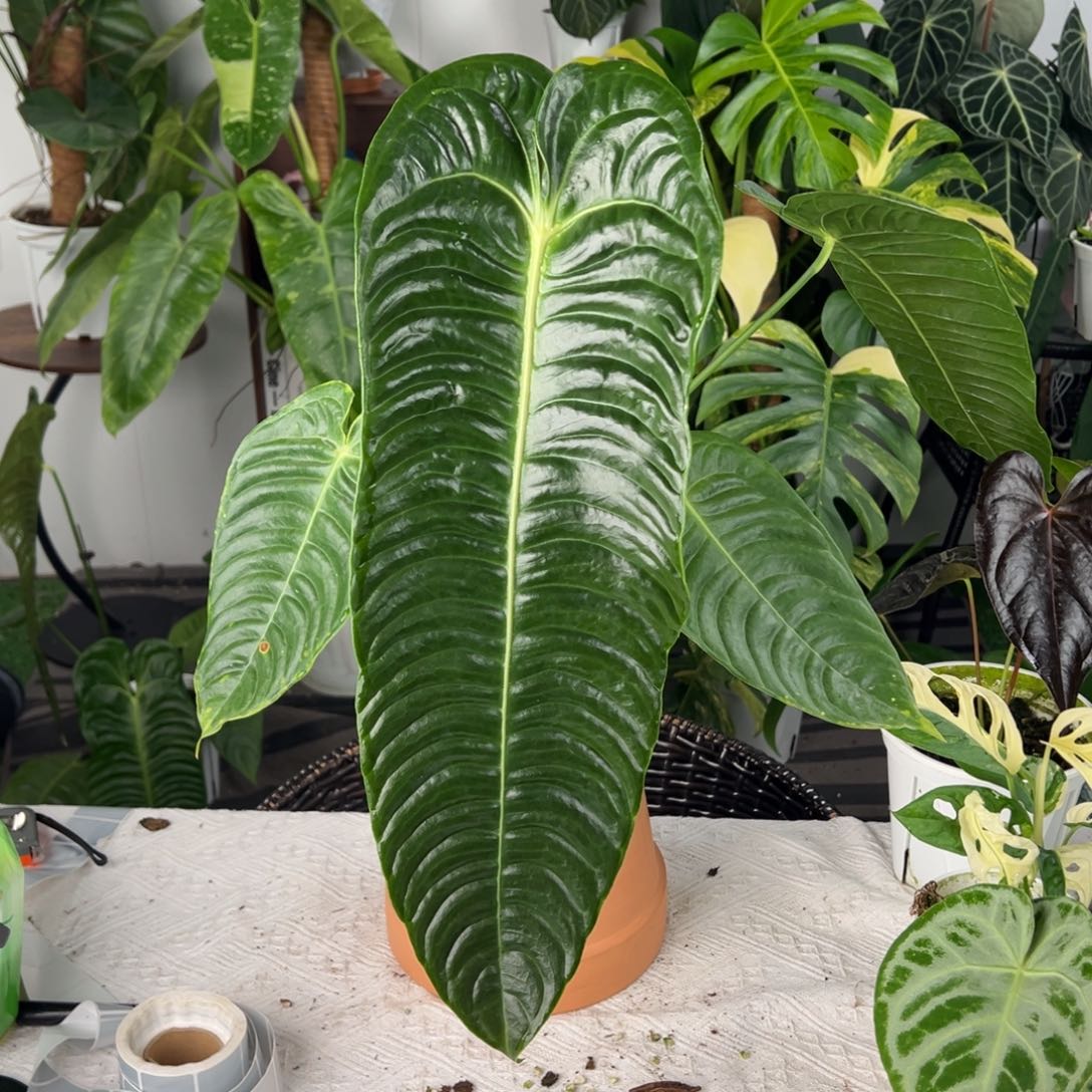 完全开放极密火鹤王叶长47