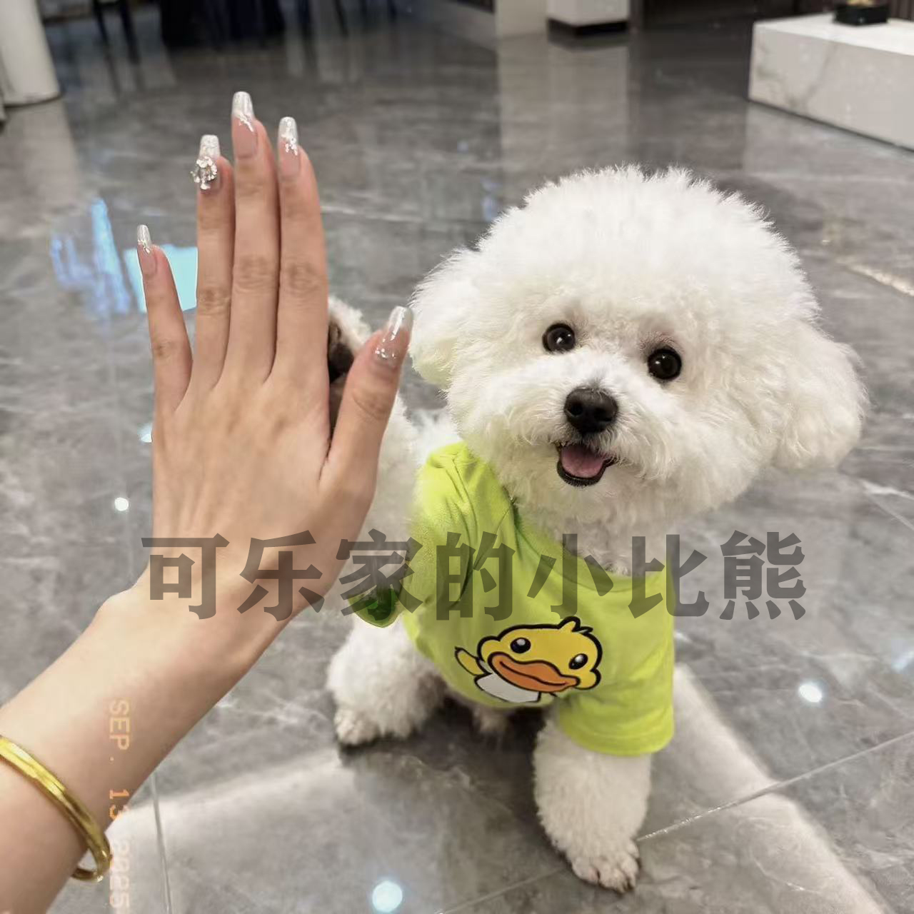 【可乐萌宠-月月】比熊韩系比熊小体宠物狗活体狗狗全款专用链接