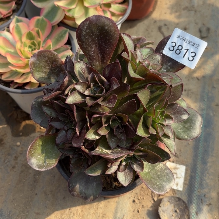 魅金玫瑰多肉法师3813