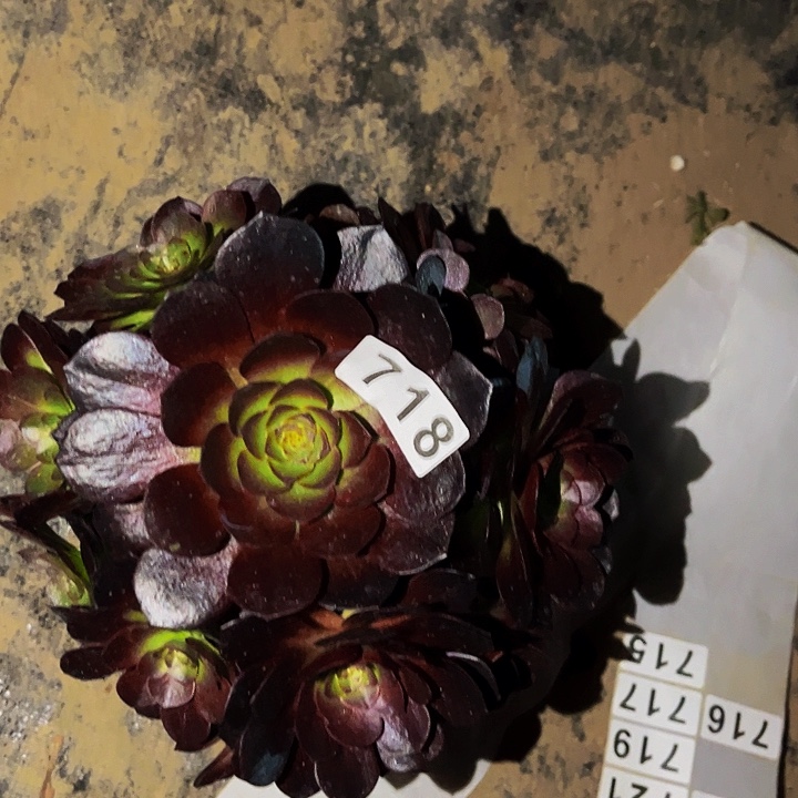 718黑骑士多肉植物处理不售后