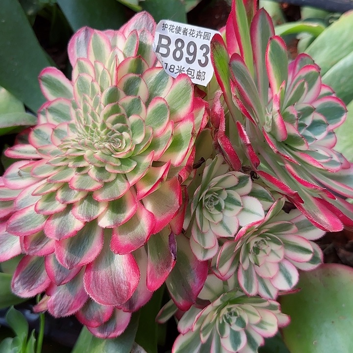 多肉法师荔枝朵朵缀化