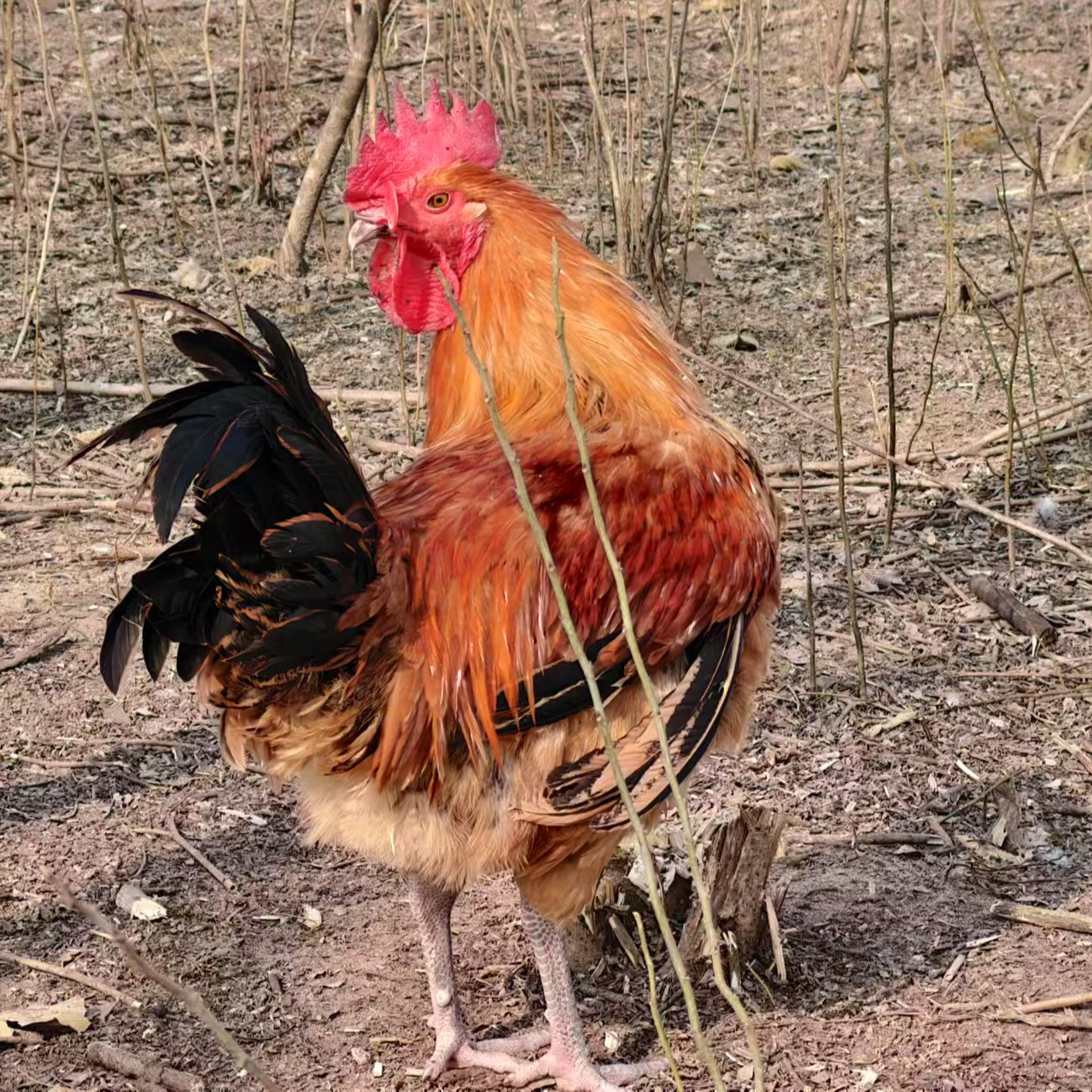 两只包活到家大公鸡打鸣土鸡7斤大别山散养土鸡顺丰活鸡包邮