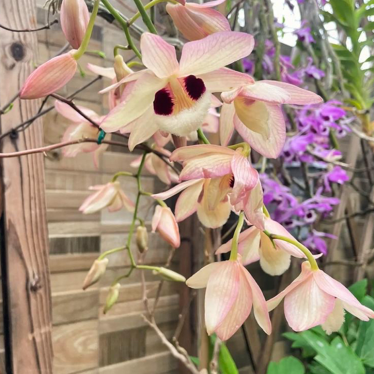 蜻蜓石斛兰盆栽花卉绿植/常绿开花/高大型植株花漂亮可食用/直发