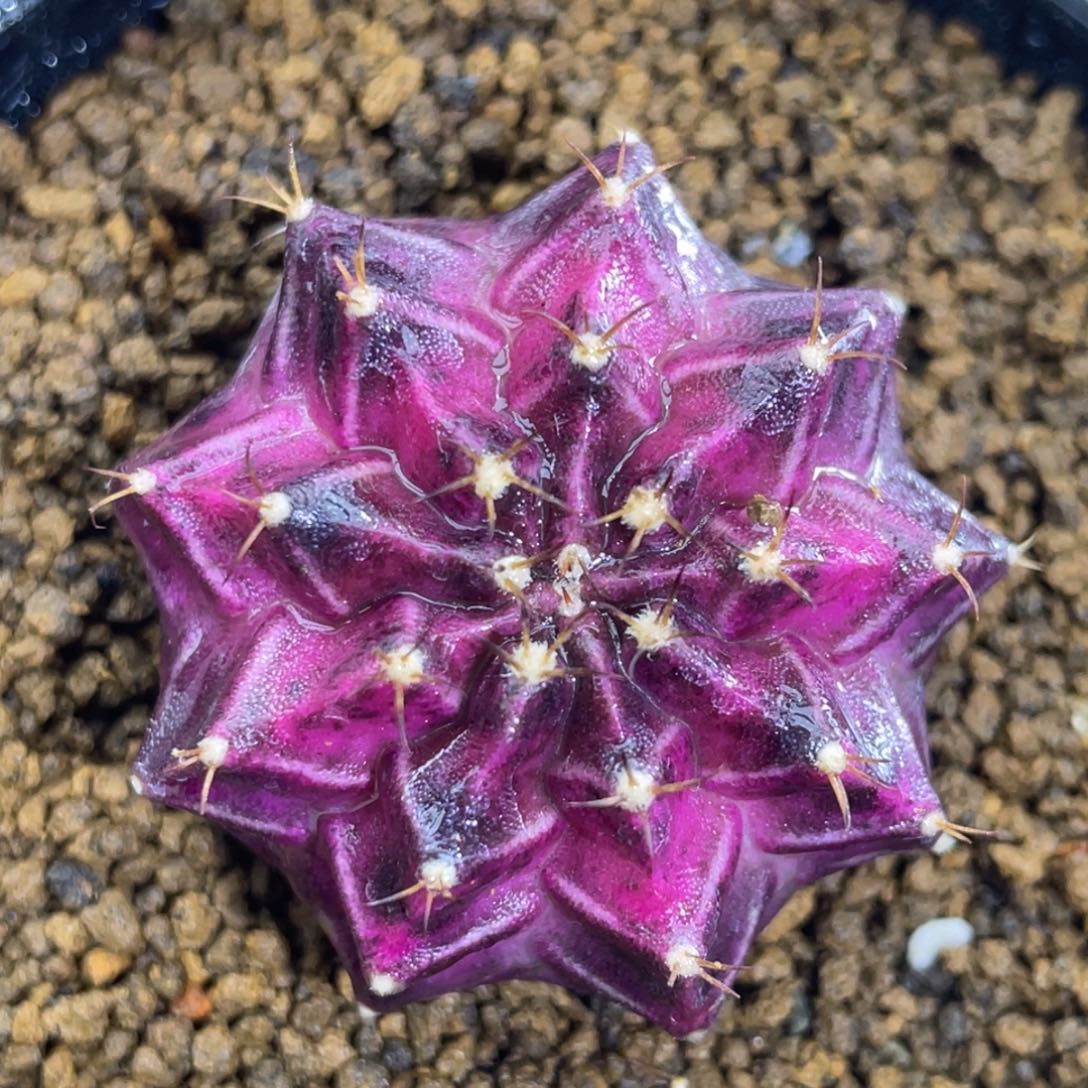 米哈星球00000000008