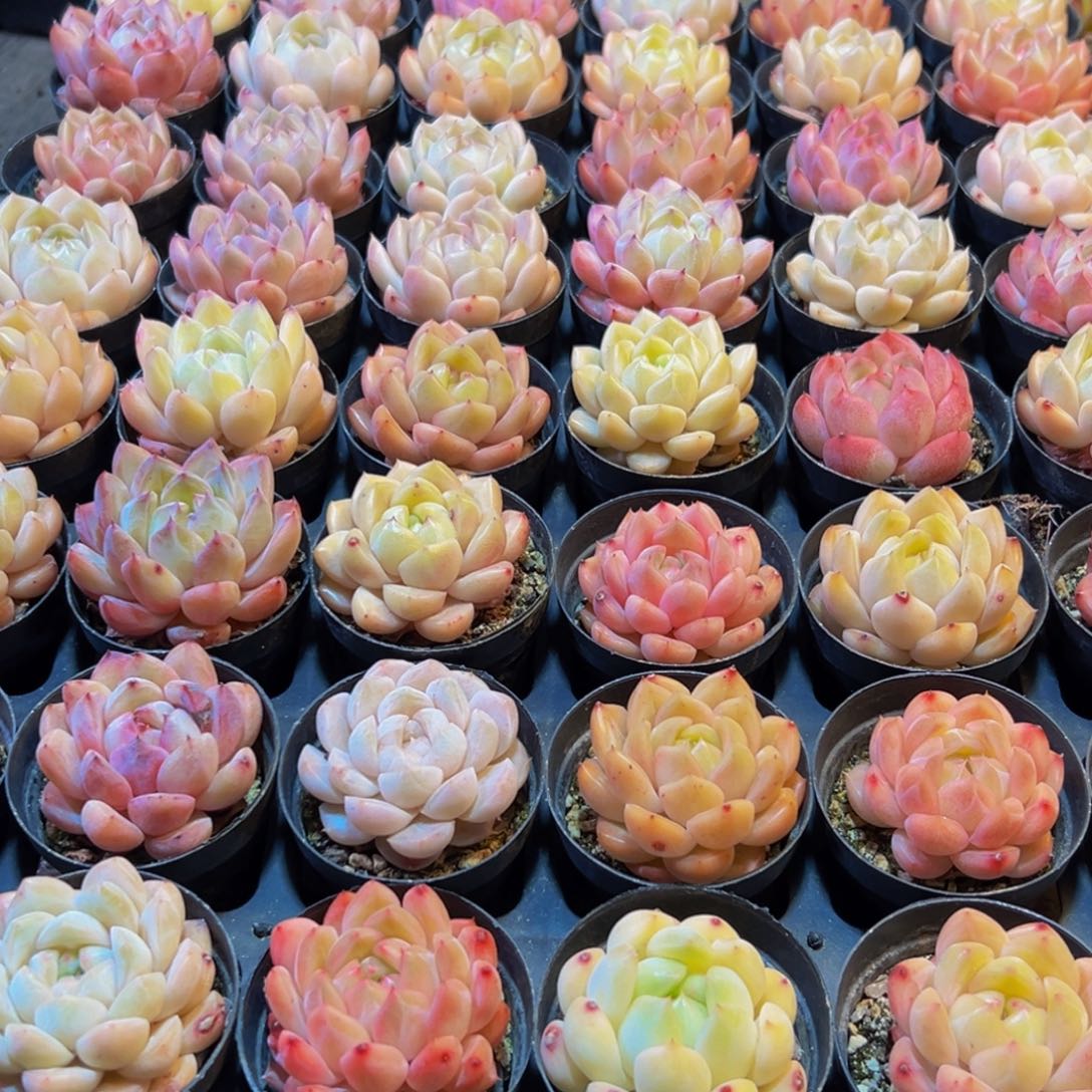 小***笔472多肉葡萄的味道