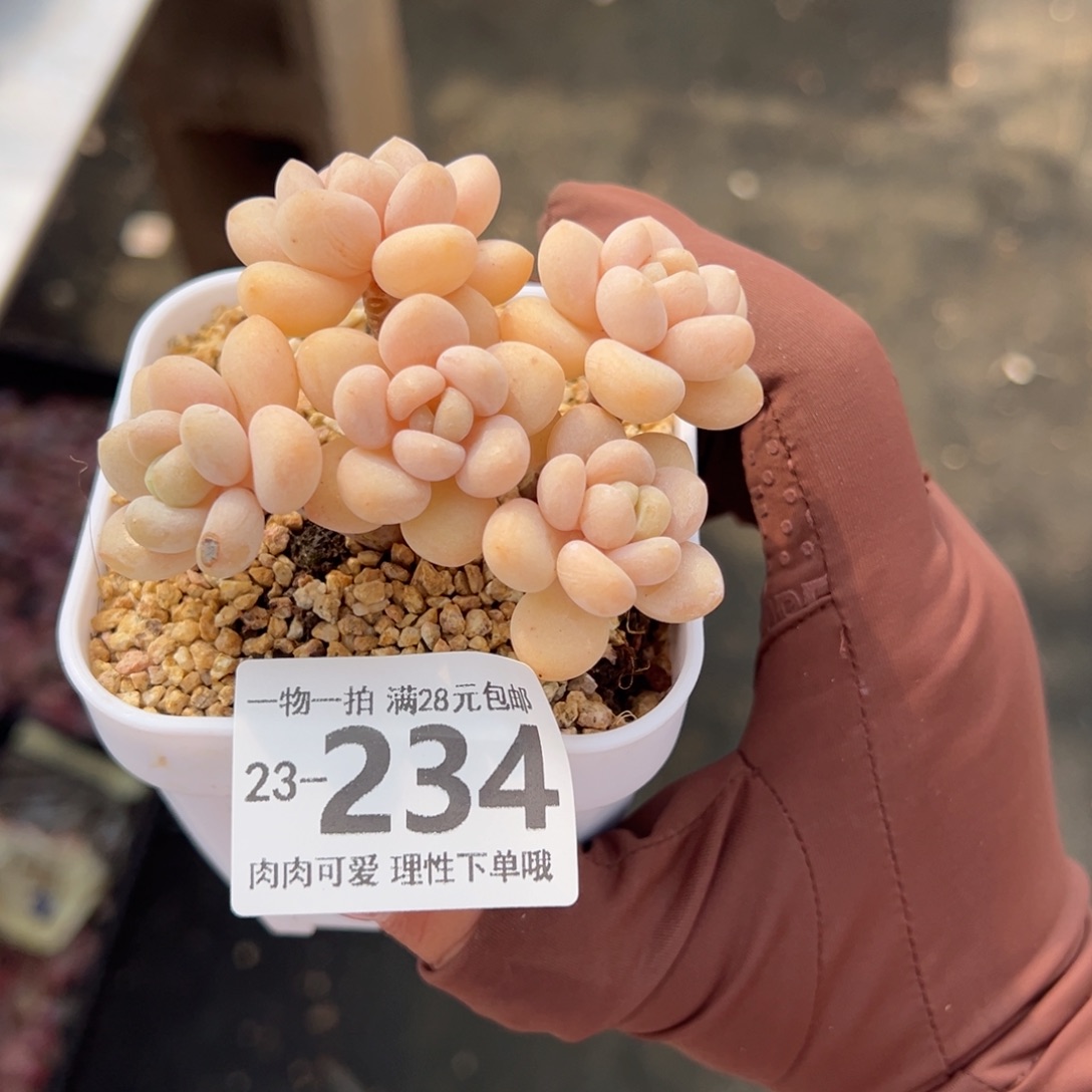 奶白糖多肉多肉多肉多肉