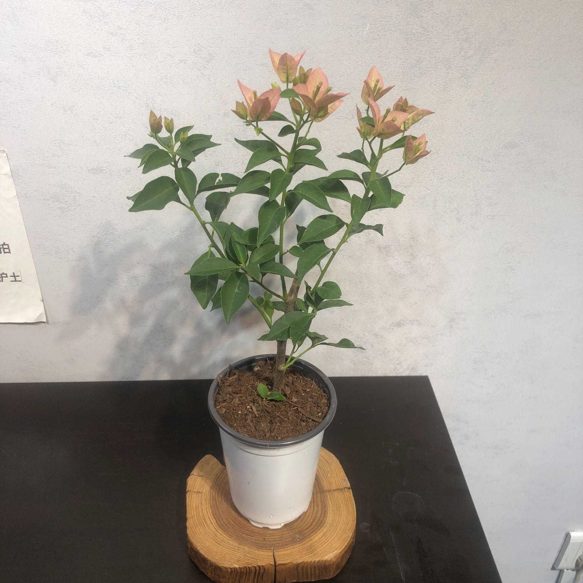 【卡亚塔】原生带盆带花发货