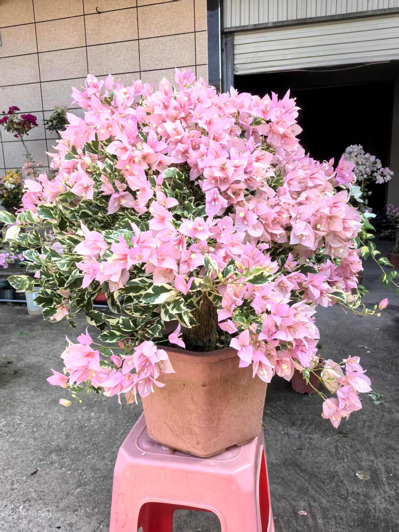 三角梅 一物一拍（快递落花掉叶小断枝介意勿拍）