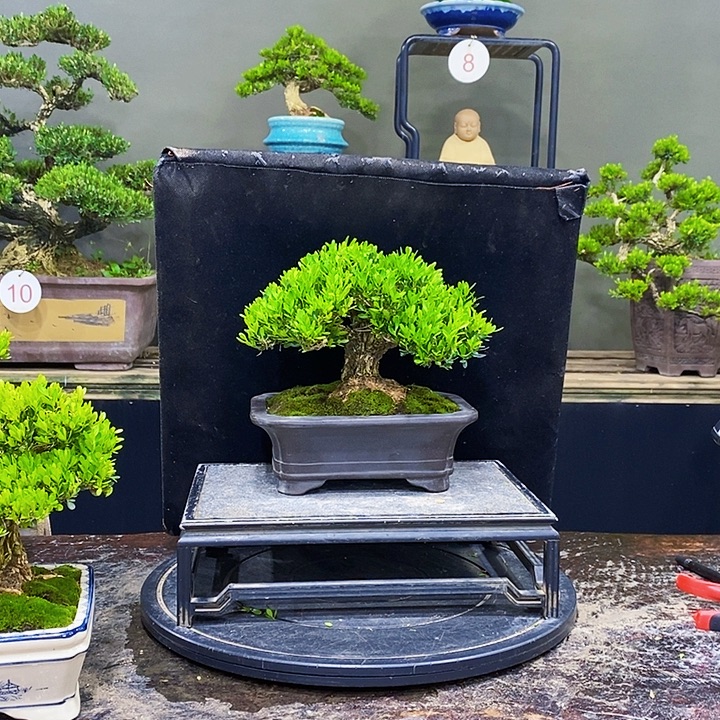 无花朵M黄杨盆景四季常青
