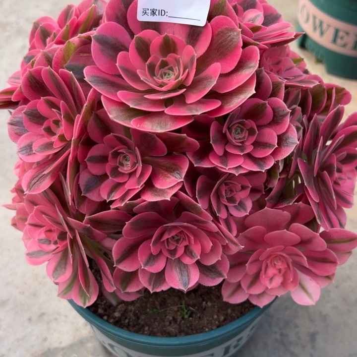 324女巫22厘米左右