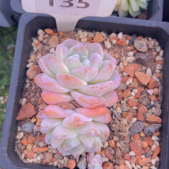 健健康康平平安安