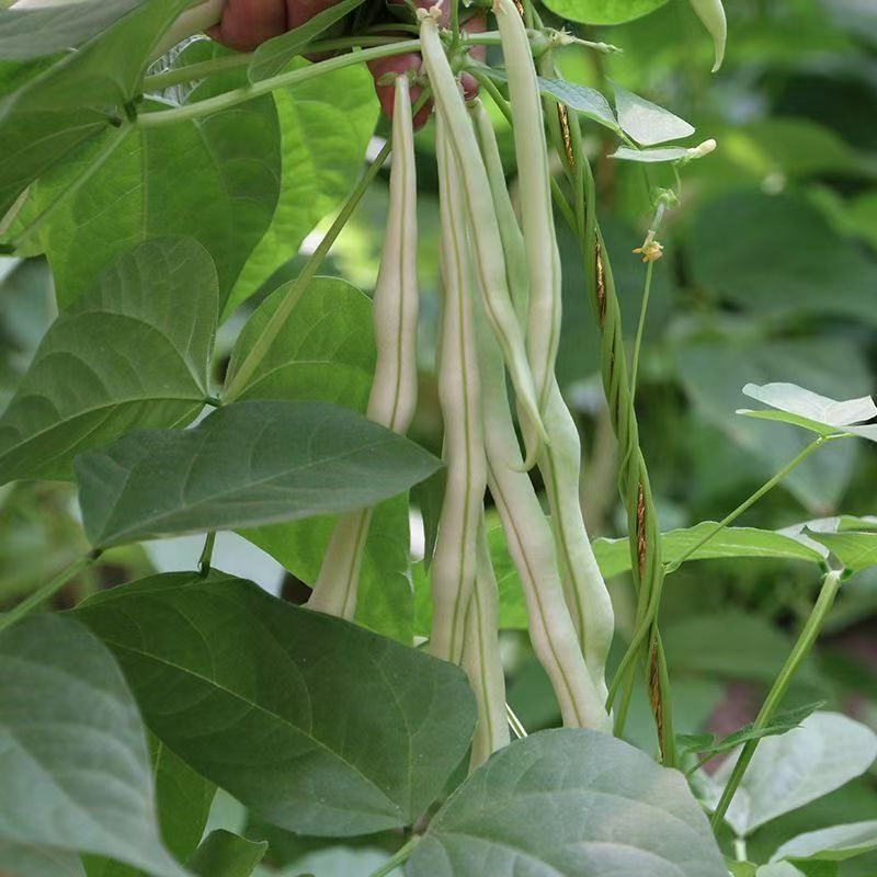 云南大白豆角白不老白大架白芸豆农家露天芸豆筋豆四季豆蔬菜现摘