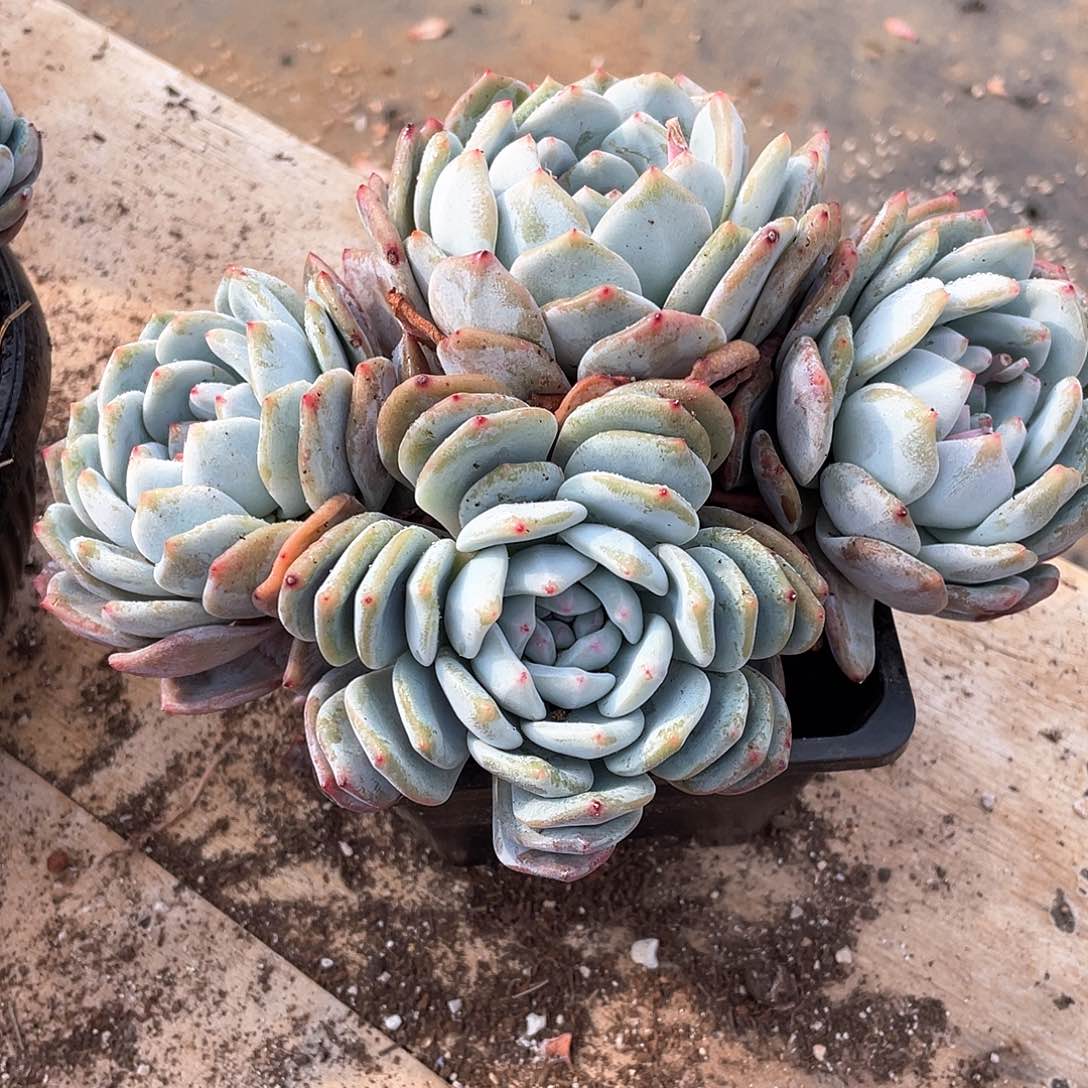 多肉植物多肉植物