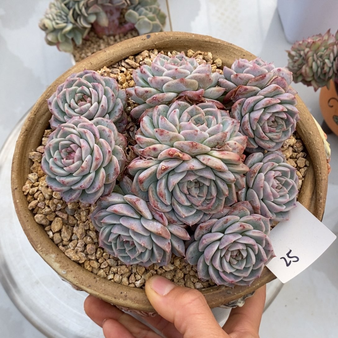 天鹅绒群生多肉多肉028