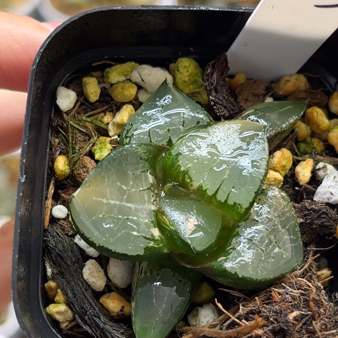 23龙禧克锦福利专场