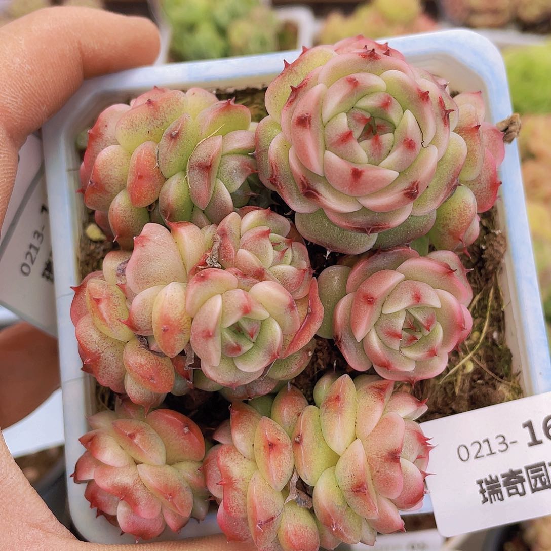 00000000000000016量拍