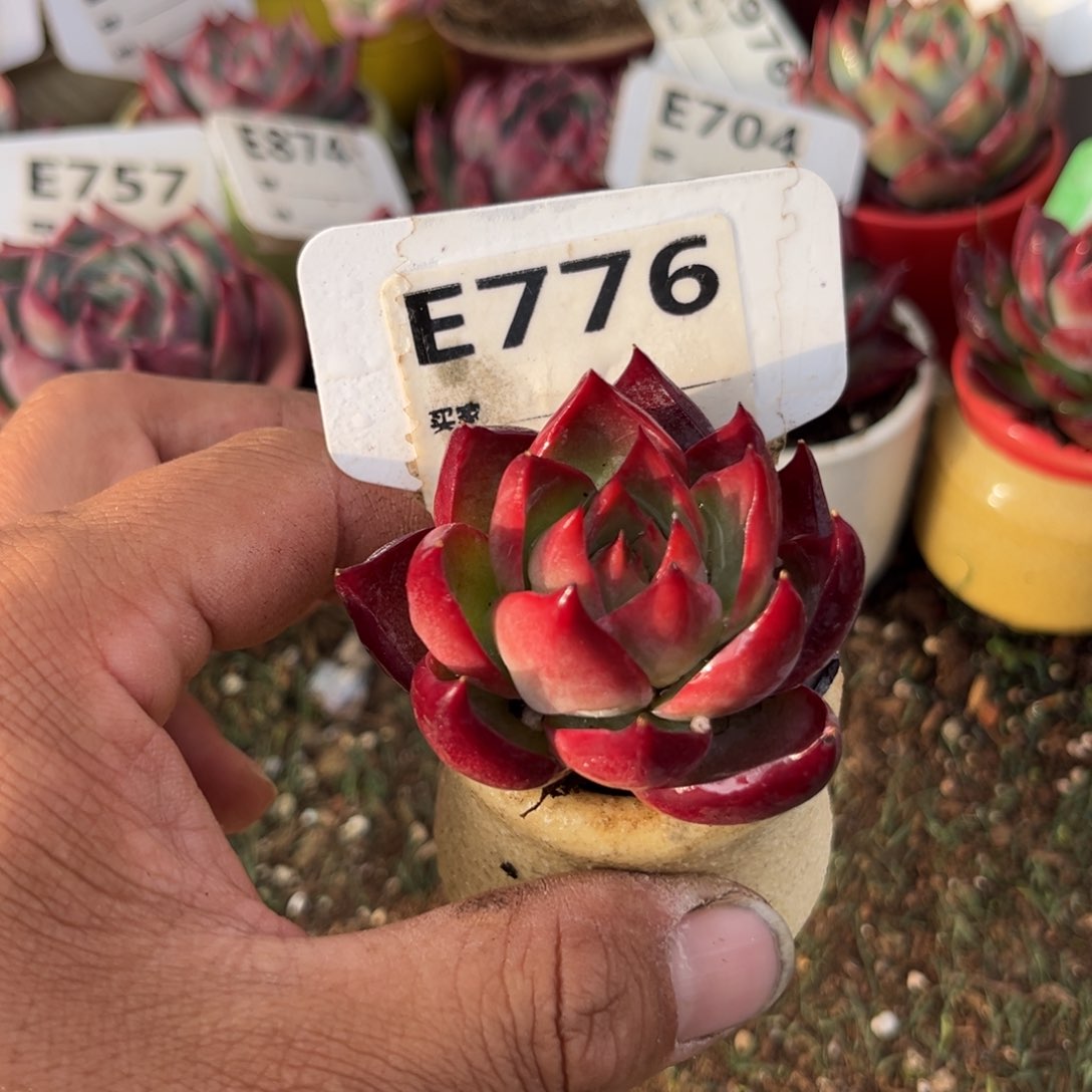 惊鸿一瞥776号多肉